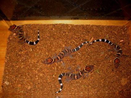 goniurosaurus orientalis toyamai yamashinae kuroiwae splendens